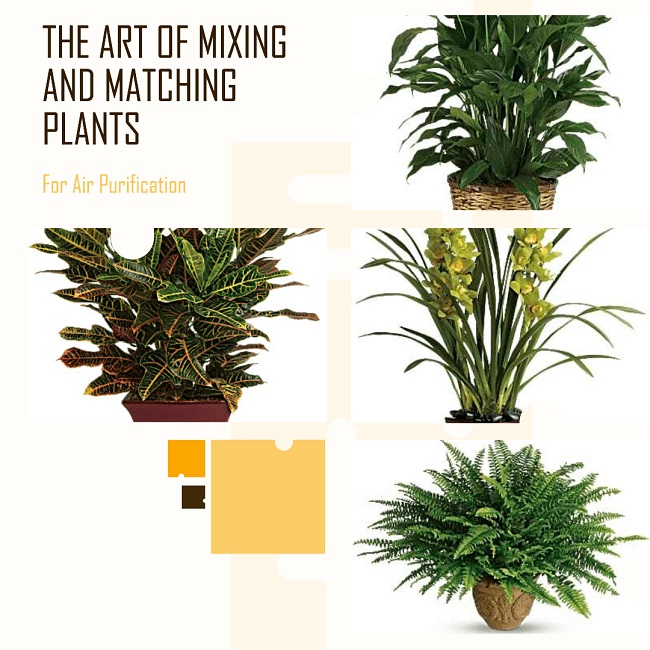 Home Oasis Master CO2Absorbing Plants for Clean Air